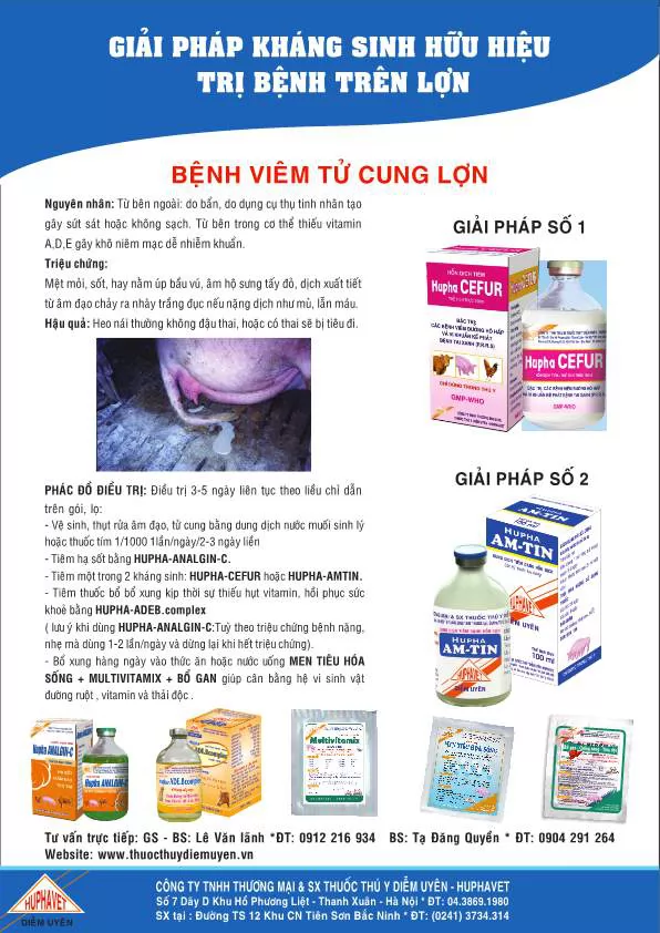 Giải pháp kháng sinh hữu hiệu trị bệnh Viêm tử cung lợn